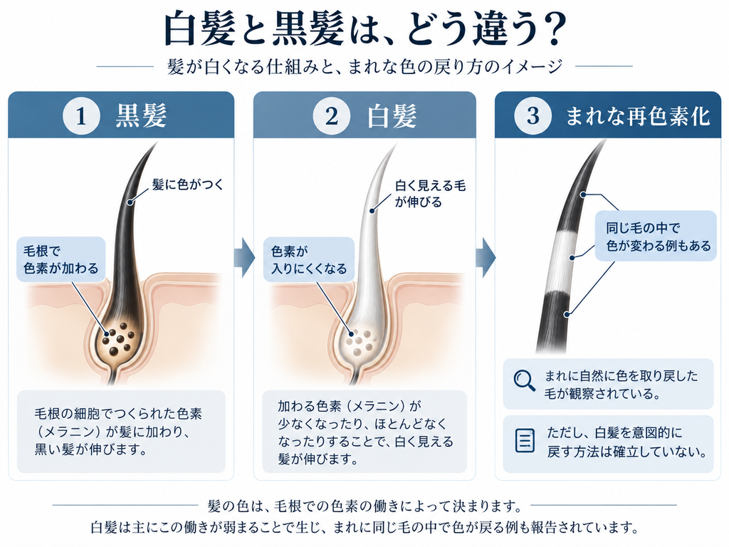 黒髪・白髪・まれな再色素化の仕組みを示した図